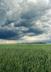 Obraz premium Cloudy dark sky over field of green young wheat. Green unripe spikelets. Storm in the field in summer.