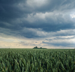 Windy cloudy dark sky over a field of green young wheat. Green immature spikelets. Windy weather in...