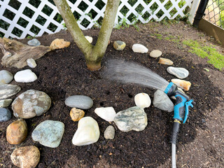 Water hose running in spray mode to water home garden fig fruit tree during summer