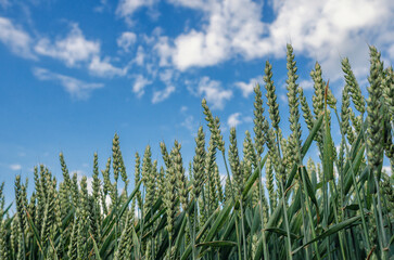 Green wheat ears close-up from below. Blue sky with white clouds through green wheat field. Summer harvest scenic concept.
