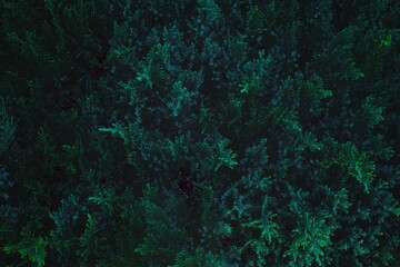 Close up view of a dense foliage with rich green and blue tones. The textured plant creates a moody, atmospheric pattern ideal for nature, wilderness, and environmental themes.