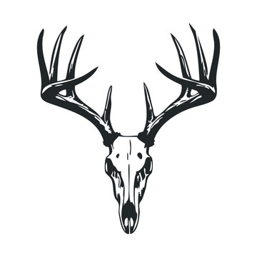 Detailed deer skull with antlers on white background