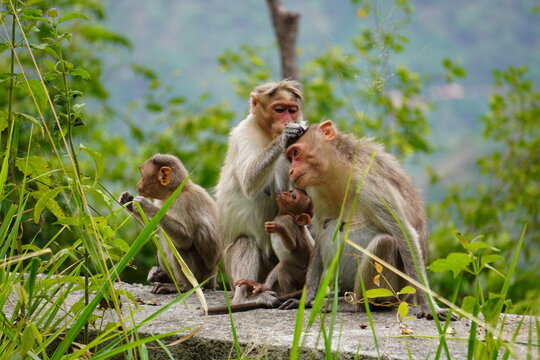 The monkey family