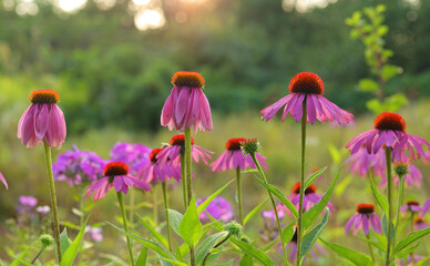 Purple  echinacea flowers on natural summer background.