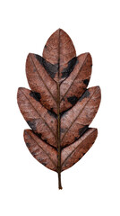 Brown leaf with intricate patterns, showcasing natural texture and earthy colors, perfect for backgrounds and nature-themed designs