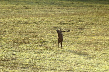 Deers in the field during the rutting season in the autumn. Unique image of animals in their natural habitat 