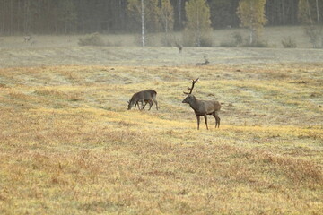 Deers in the field during the rutting season in the autumn. Unique image of animals in their natural habitat 