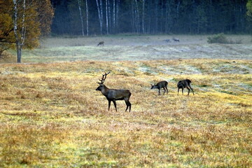Deers in the field during the rutting season in the autumn. Unique image of animals in their...