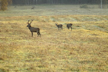 Deers in the field during the rutting season in the autumn. Unique image of animals in their natural habitat 