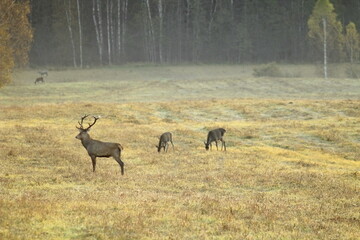 Deers in the field during the rutting season in the autumn. Unique image of animals in their natural habitat 