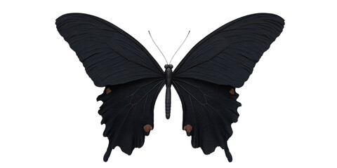 Majestic Black Butterfly with Intricate Wing Patterns on a Transparent Background Ideal for Nature and Wildlife Concepts