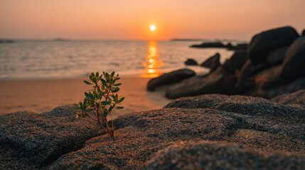 A small plant is growing on a rocky beach