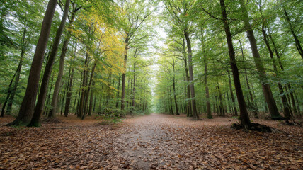 Golden leaves beginning to cover the forest floor in Panbos near Utrecht at autumn's start