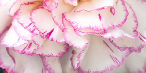 Delicate flower petal banner. White carnation with pink border top down direction. full frame, macro, high angle view, close up