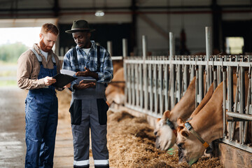 Two farm workers use tablet computer for searching online information of cow. Concept farmer...