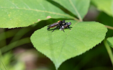 Fototapeta premium Laphria Sericea