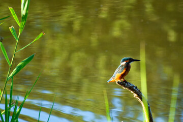 Kingfisher in the marshes of the lower valleys of the Juine and the Essonne river. Vert-le- Petit village 