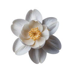 jasmine transparent background png