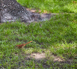 The brown thrasher, sometimes erroneously called the brown thrush or fox-coloured thrush, is a bird in the family Mimidae, which also includes the New World catbirds and mockingbirds.