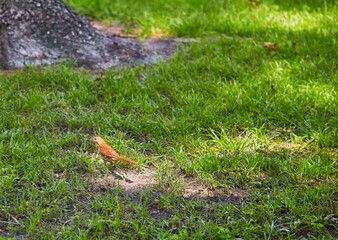The brown thrasher, sometimes erroneously called the brown thrush or fox-coloured thrush, is a bird in the family Mimidae, which also includes the New World catbirds and mockingbirds.