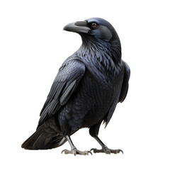 raven transparent background png