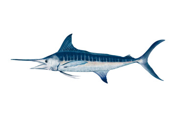 Illustration of a blue marlin fish with a long bill vintage hand drawn on transparent background in a side view pose 
