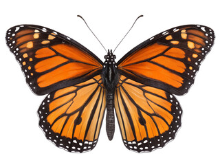 Fototapeta premium Stunning monarch butterfly with orange and black wings isolated on black background
