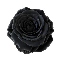 black rose transparent background png