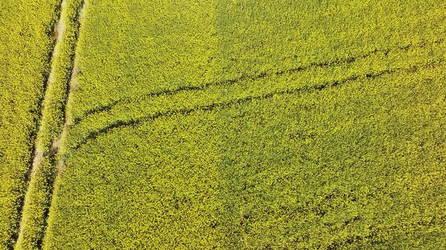 Aerial view of bright yellow fields, Germany.