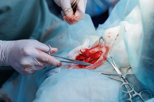 Veterinarian performing surgery in clinic operating room