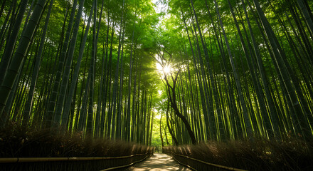Fototapeta premium Lush Bamboo Forest Path Bathed in Sunlight A Serene Journey Through Nature's Cathedral of Tall Green Stalks with a Winding Pathway Leading to a Bright Horizon