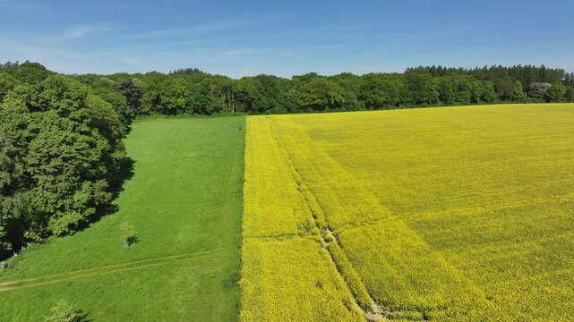 Aerial view of bright yellow field near trees, Germany.