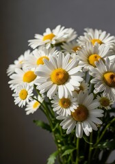 Fototapeta premium Daisies in Soft Light - A bouquet of daisies basks in gentle sunlight, symbolizing purity, innocence, new beginnings, hope, and peace.