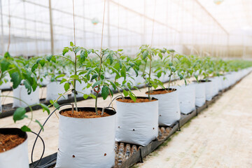Tomato plants in modern greenhouse with climate control and drip irrigation system