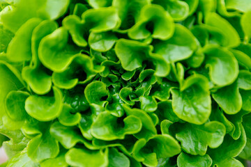 Fresh green lettuce leaves close-up vibrant healthy salad greens