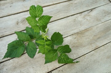 mint raspberry branch on wooden background