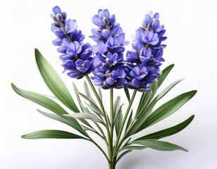 Fototapeta premium blue lavender flower stem with green leaves isolated on white background fresh and vibrant botanical detail
