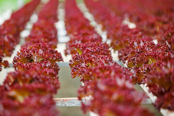 Close-up view of rows of red leaf lettuce in a hydroponic farm setting