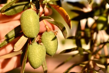Female hand harvesting green olive on tree branch—symbolizing Mediterranean cuisine, Spain’s...