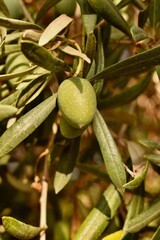 Fresh green olives hanging in Spanish orchard—capturing Mediterranean summer vibes, flavourful...
