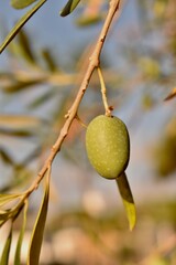 Green olives ripening on a branch in a sunlit olive grove—symbolizing Mediterranean summer, Spanish culinary tradition, and seasonal harvest