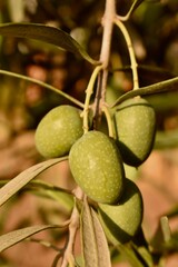 Close‑up of green olives on an Andalusian tree under bright summer sun—evoking Mediterranean...