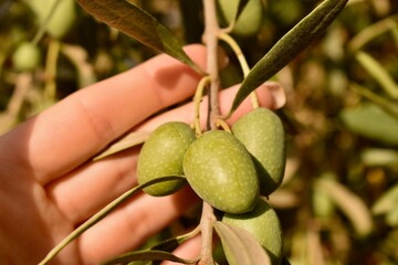 Woman’s hand gently holding a green olive on a Spanish tree—evoking Mediterranean cuisine, farm-to-table gastronomy, and olive oil heritage