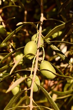 Single green olive ripening on a Spanish olive tree&mdash;symbolizing Mediterranean cuisine, agri-heritage, and summer abundance