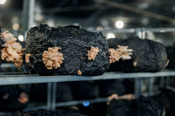 Mushroom cultivation, oyster mushrooms growing on black substrate bags in indoor farm