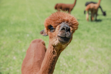 Funny smiling brown alpaca closeup © Anastasiia