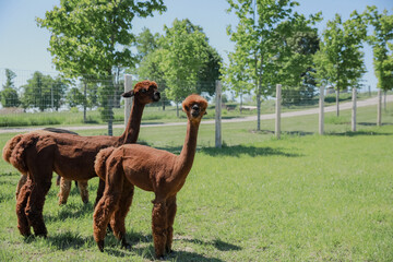 Two brown alpacas in the grasss