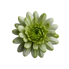 green flowers transparent background png