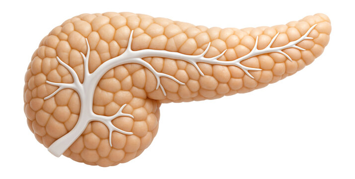 Human pancreas illustration highlighting lobular structure and pancreatic ducts