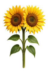 Fototapeta premium Conjoined twin sunflowers with shared stem and dual heads in full bloom
